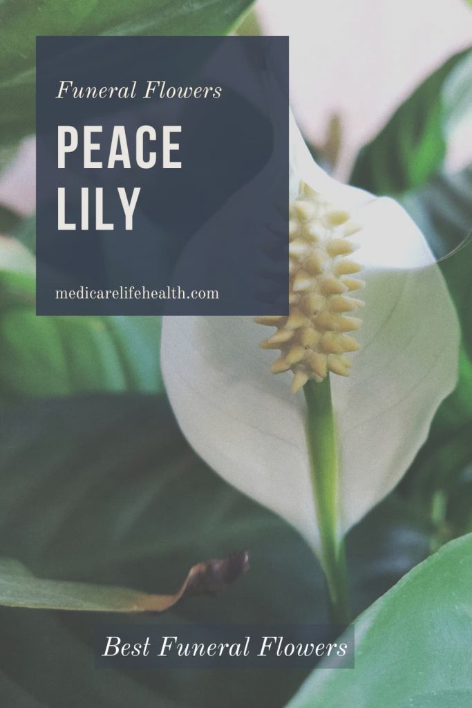 What Flowers are Appropriate for a Funeral? Medicare Life Health